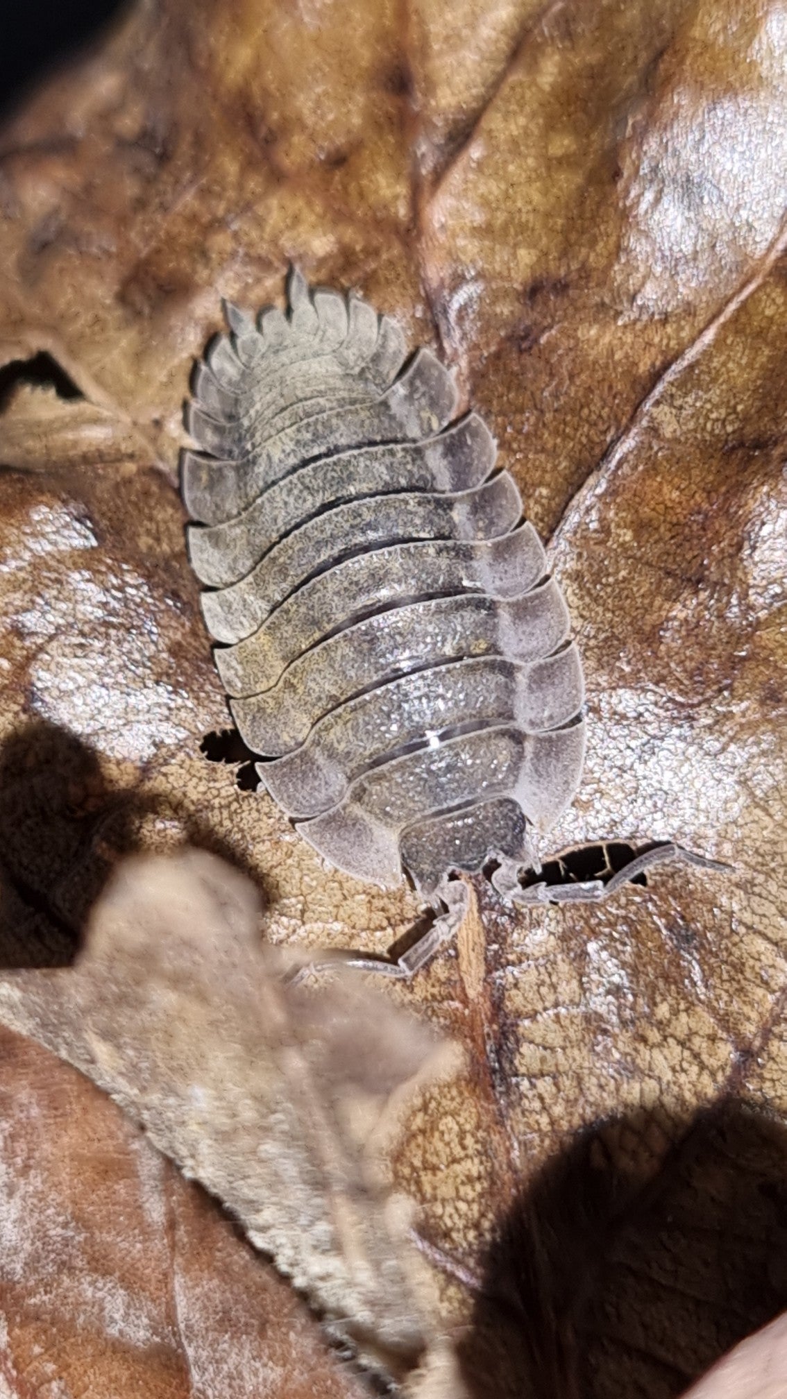 Porcellio Spatulatus "Coros" Isopods