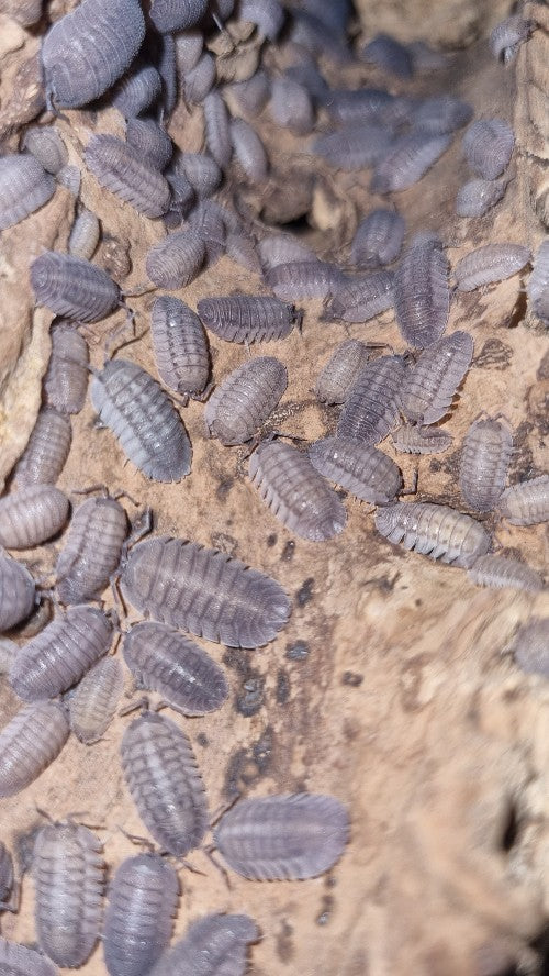 Armadillidium Peraccae Isopods