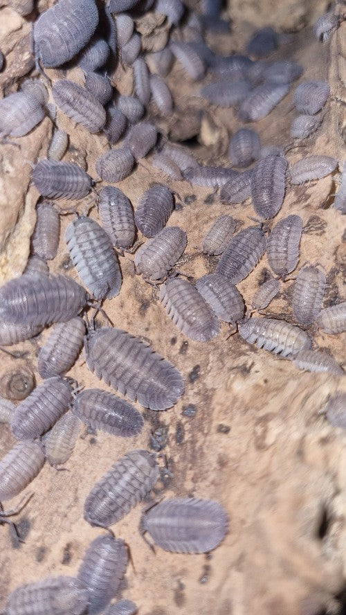 Armadillidium Peraccae Isopods
