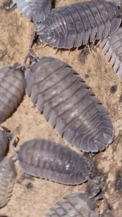 Armadillidium Peraccae Isopods