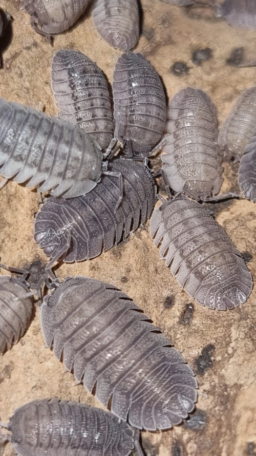 Armadillidium Peraccae Isopods