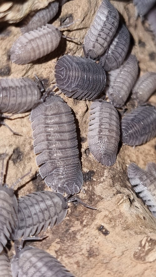 Armadillidium Peraccae Isopods