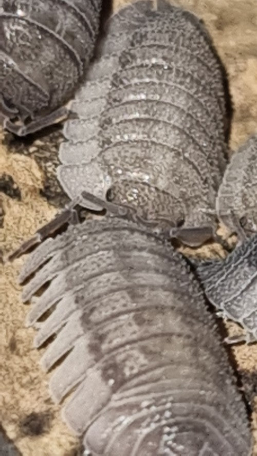 Armadillidium Peraccae Isopods