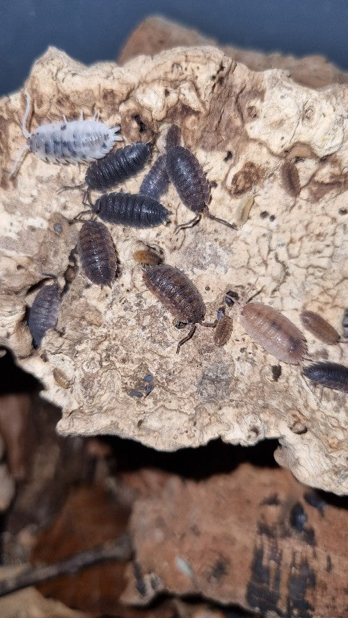 Porcellio Scaber "Morph Mix" Isopods
