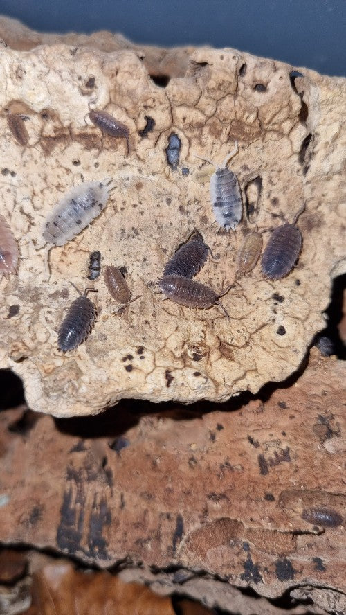 Porcellio Scaber "Morph Mix" Isopods