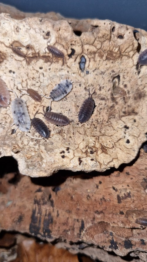 Porcellio Scaber "Morph Mix" Isopods