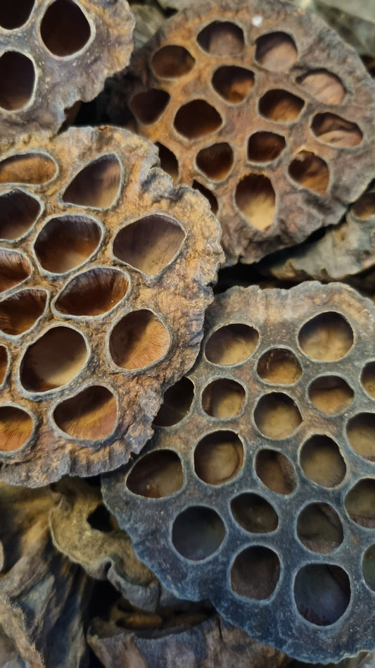 Lotus Pods