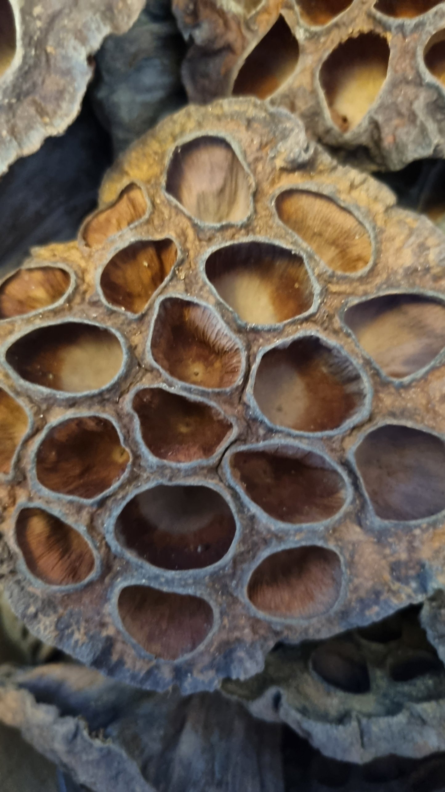 Lotus Pods