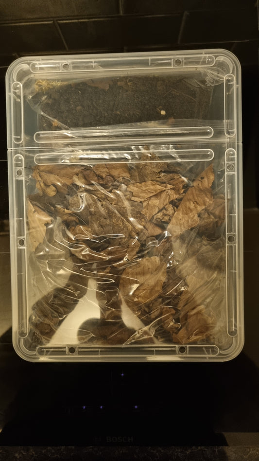 Isopod Starter Pack