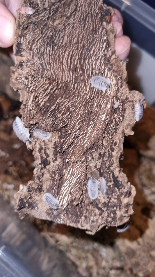 Nesodillo sp 'shiro utsuri' Isopods