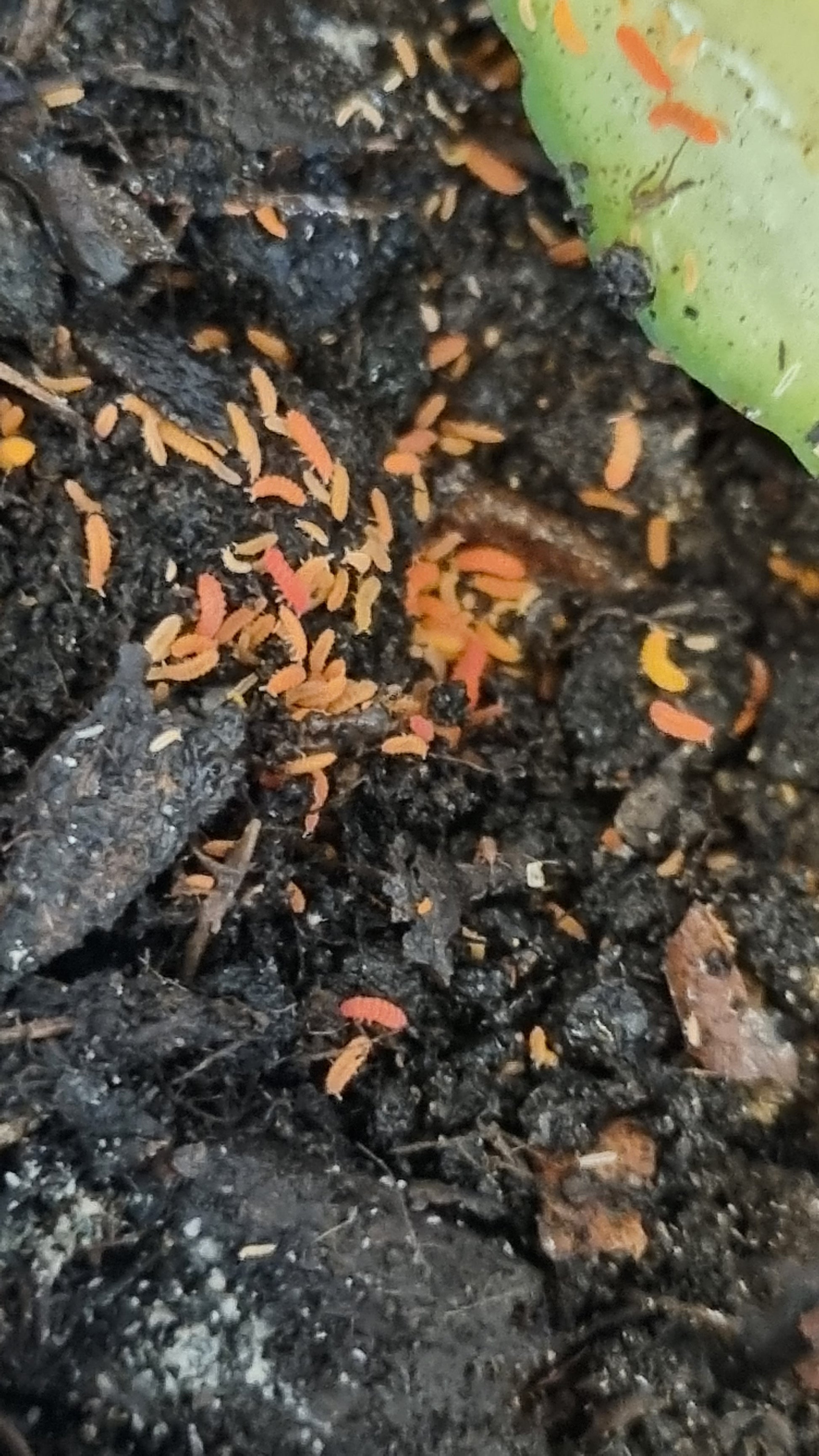 Orange Springtails For Sale (Bilobella Braunerae)