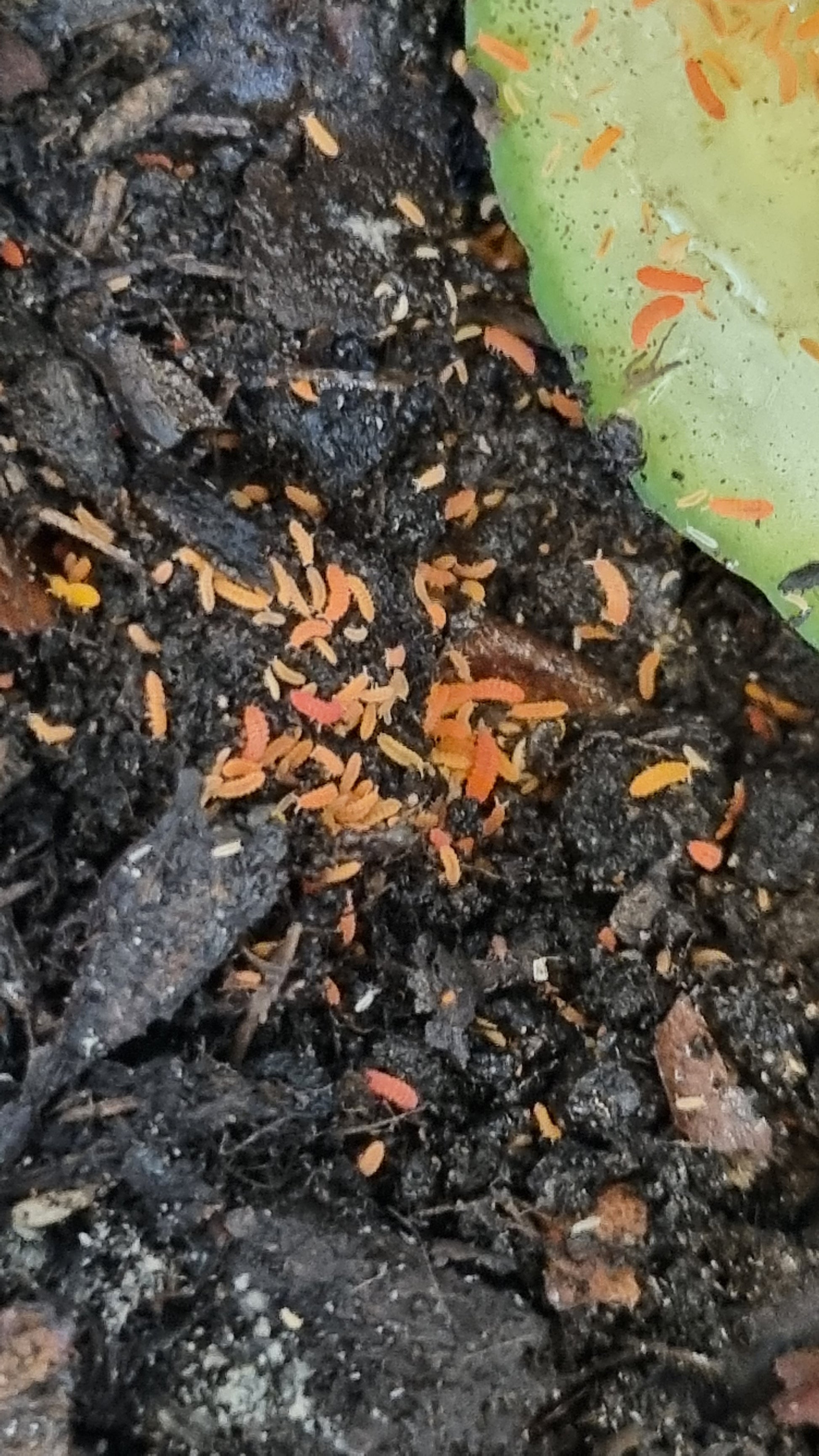 Orange Springtails For Sale (Bilobella Braunerae)