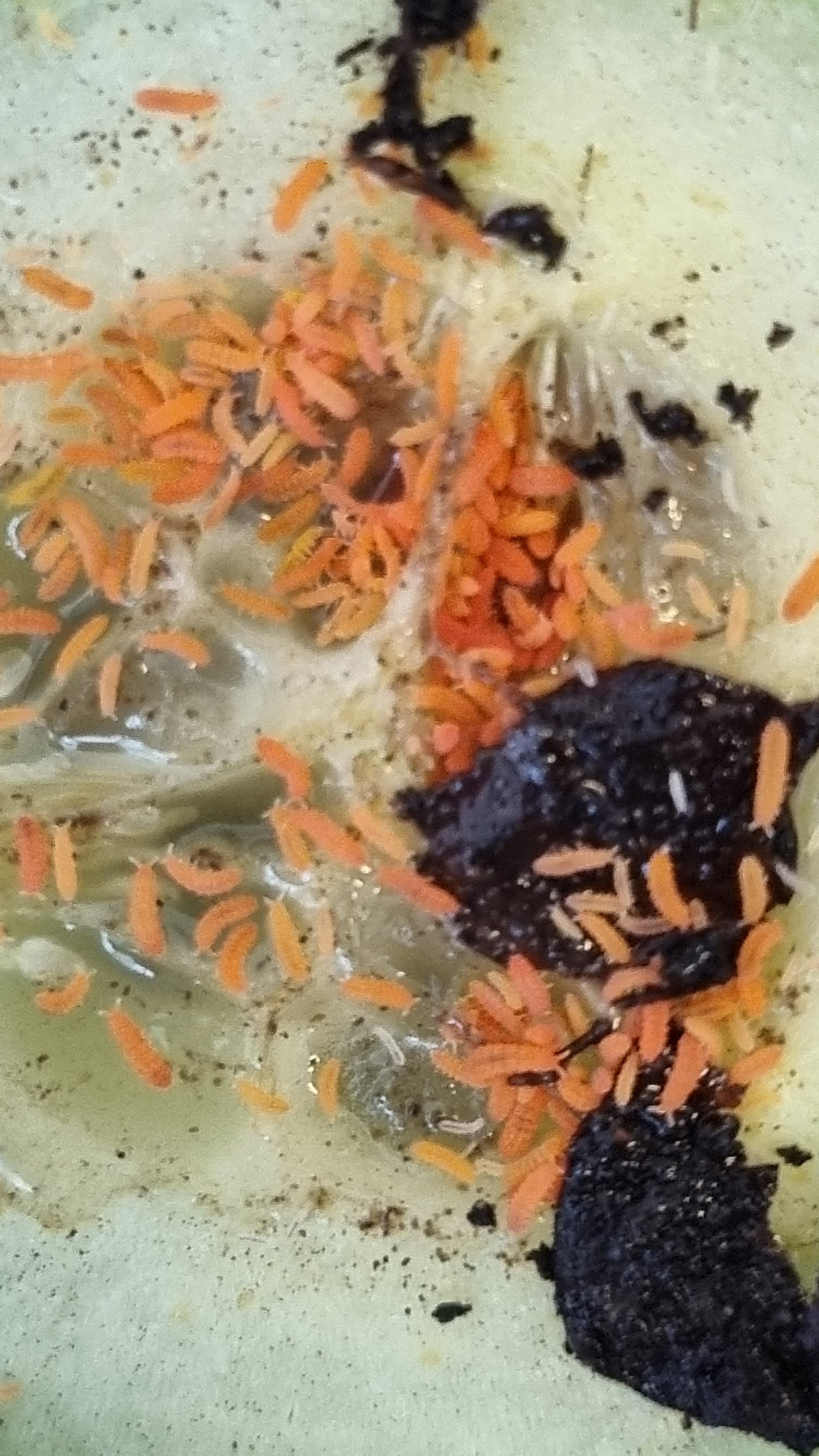 Orange Springtails For Sale (Bilobella Braunerae)