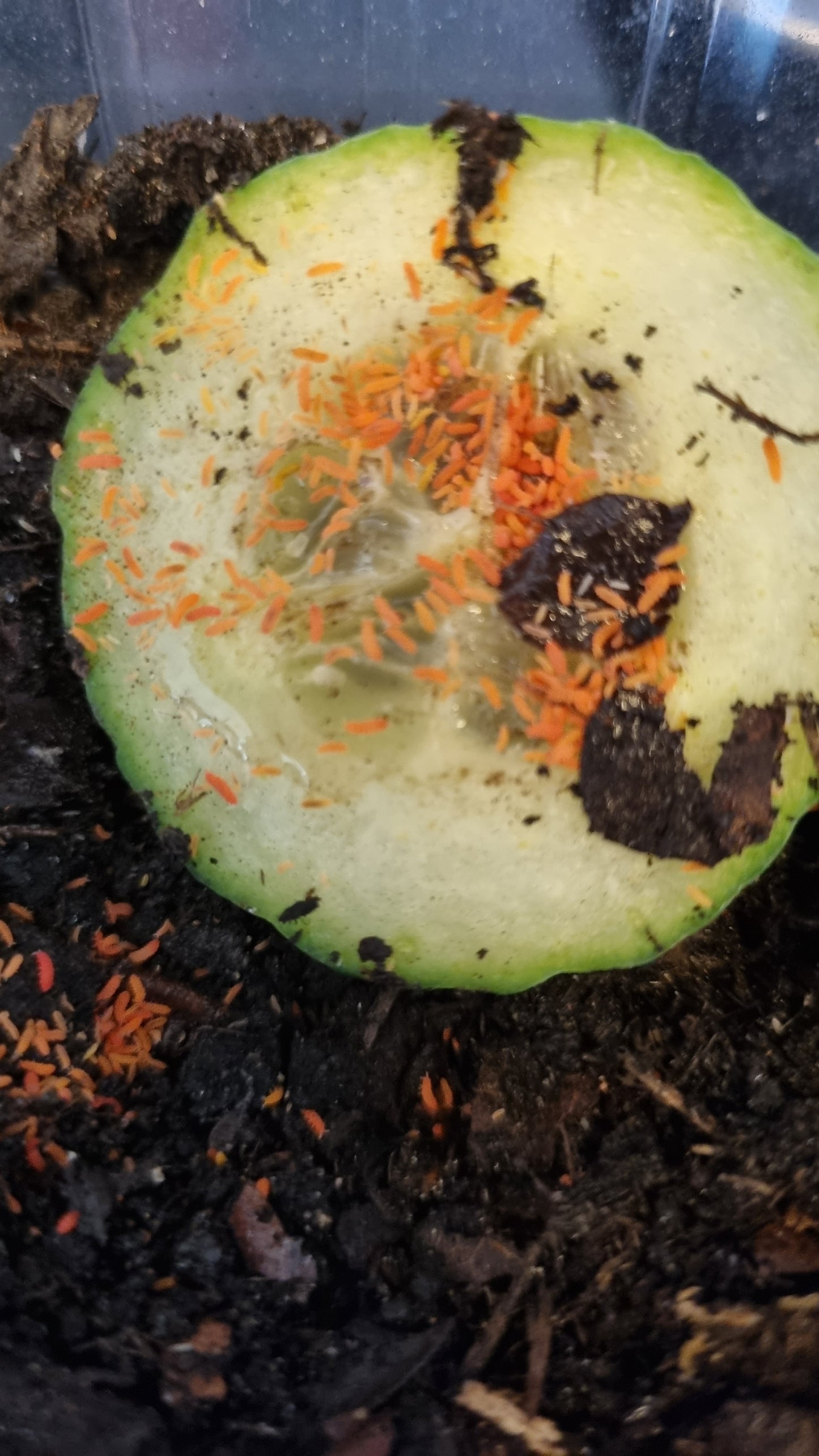 Orange Springtails For Sale (Bilobella Braunerae)
