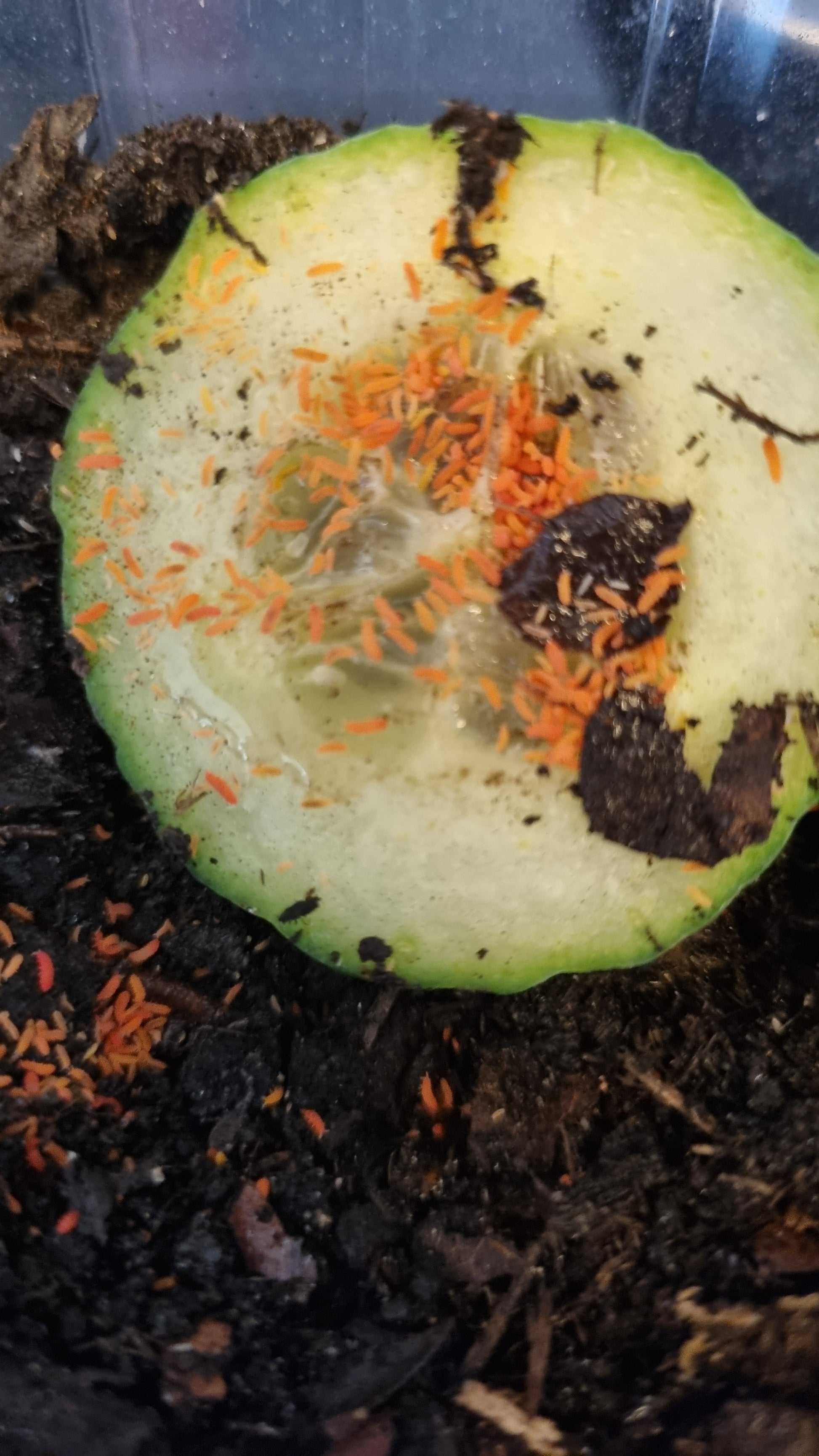 Orange Springtails For Sale (Bilobella Braunerae)