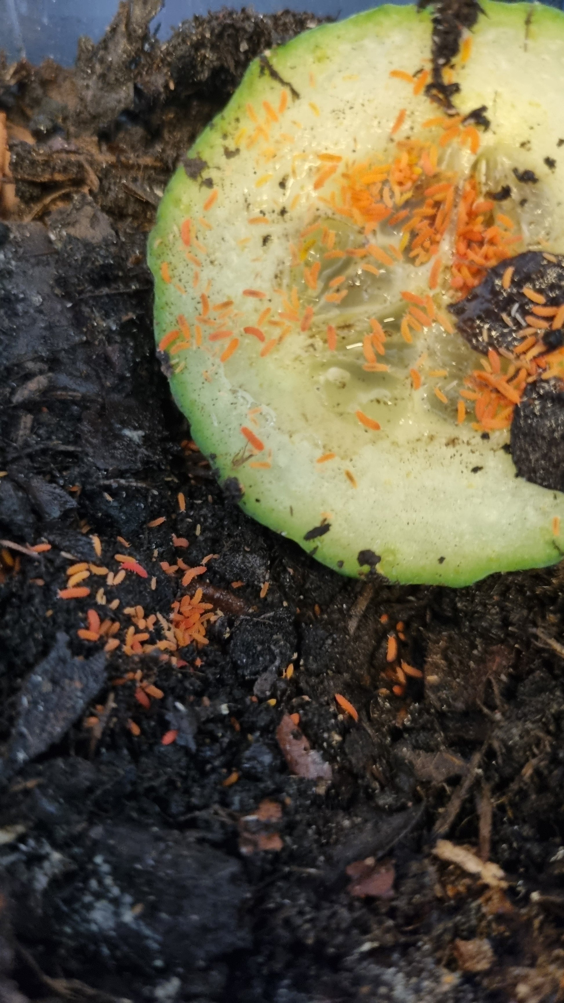 Orange Springtails For Sale (Bilobella Braunerae)