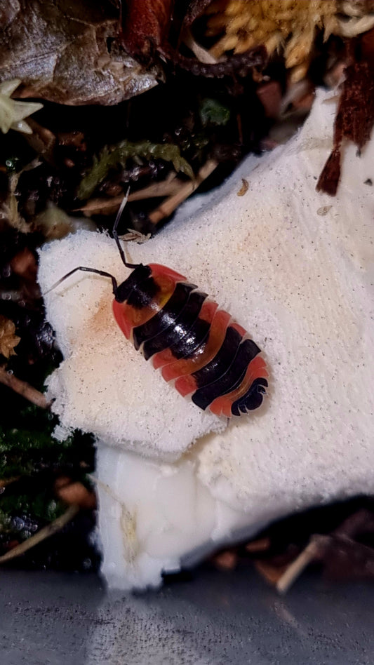 Merulanella sp. "Tricolour" Isopods
