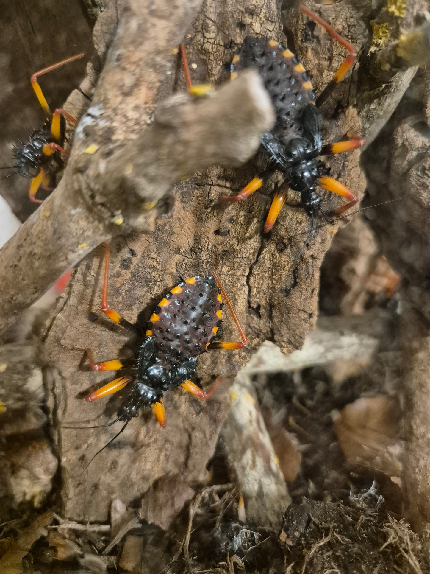 Psytalla horrida "Horrid King" Assassin Bug