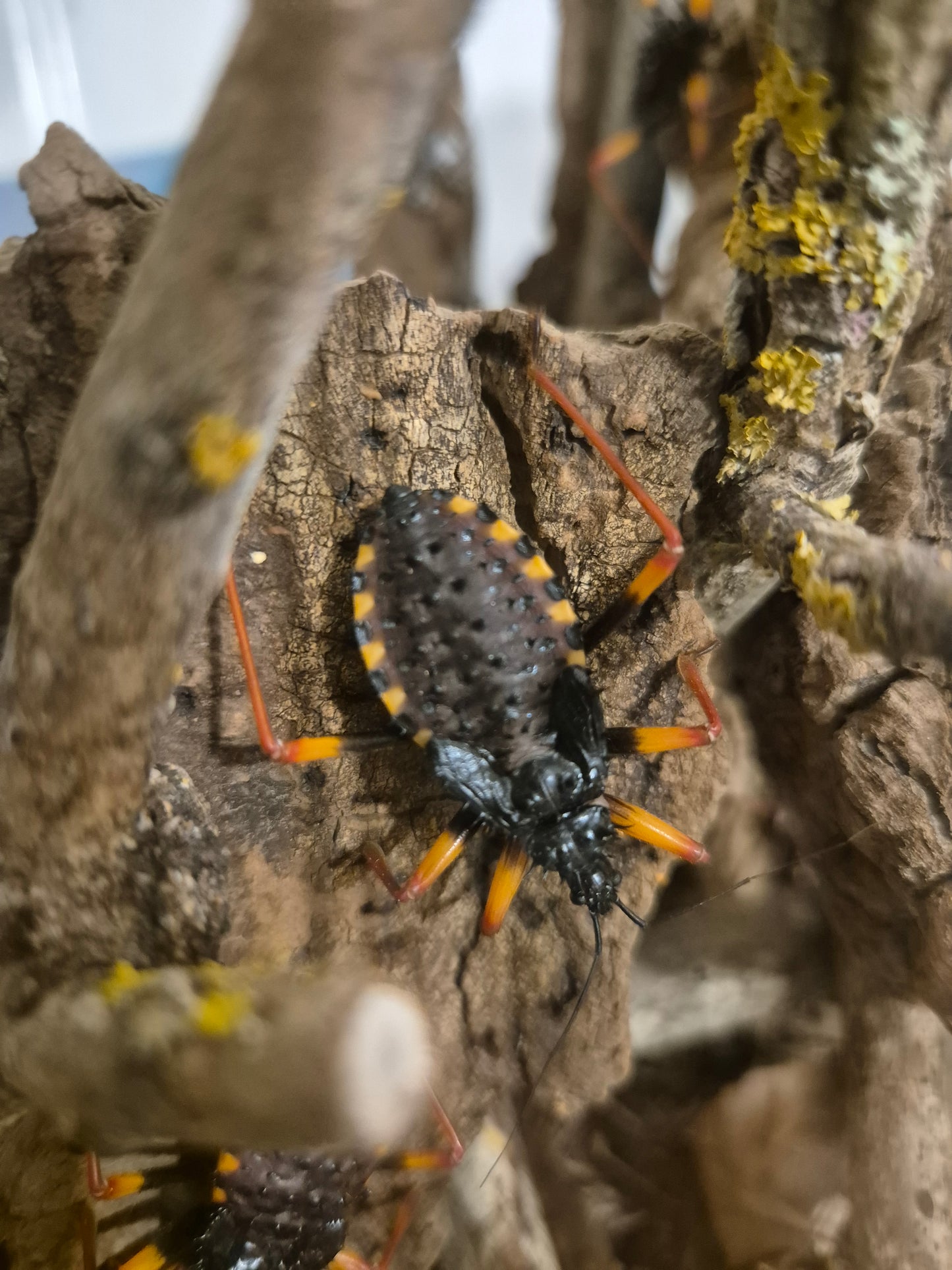 Psytalla horrida "Horrid King" Assassin Bug