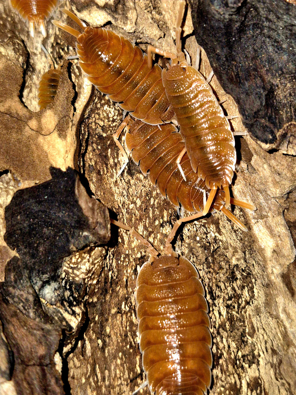 Porcellio Magnificus Isopods | The Bug Room