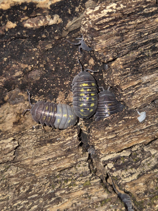 Armadillidium Granulatum Isopods - The Bug Room
