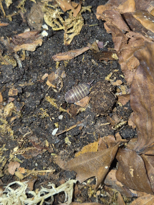 Armadillidium Badium Casteldaccia - The Bug Room