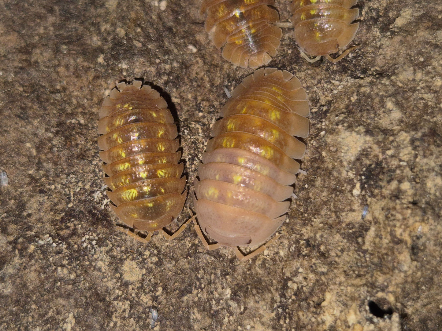 Armadillidium Granulatum Naranjito Isopods