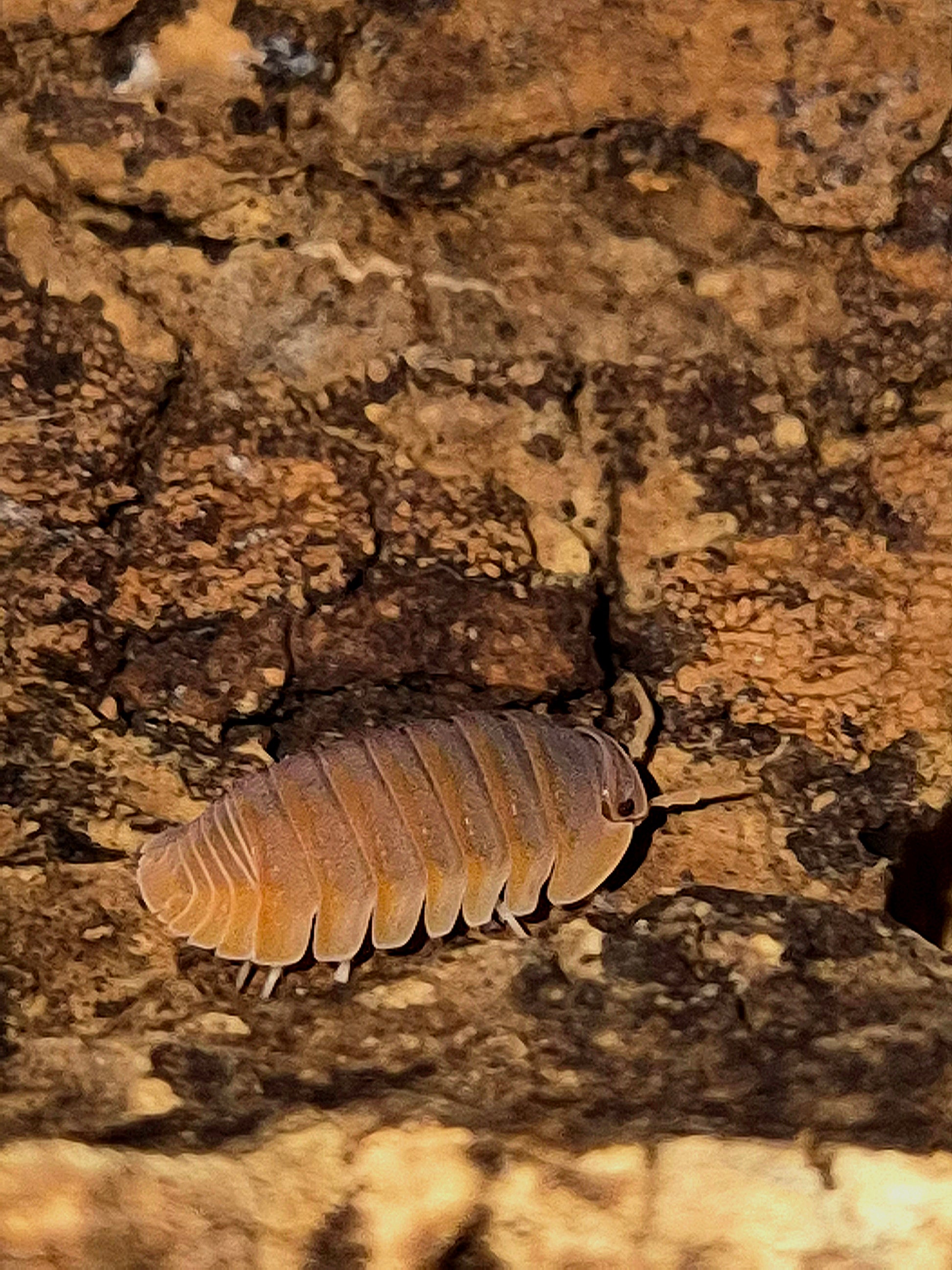 Cubaris Murina "Mandarin" Isopods - The Bug Room