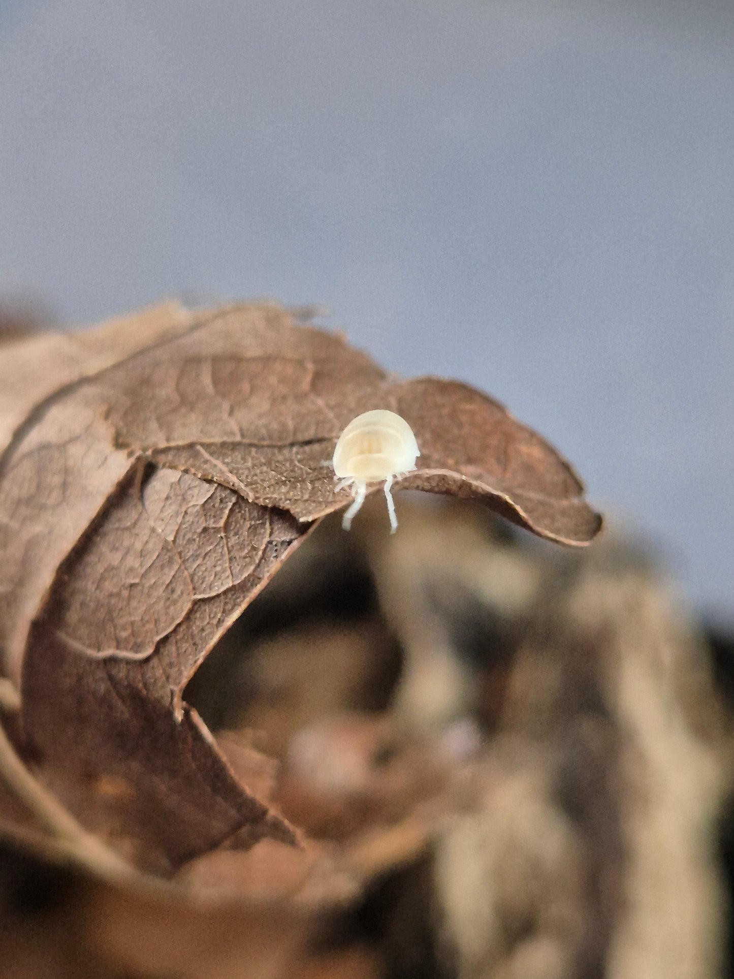 Cubaris Murina "Glacier" Isopods