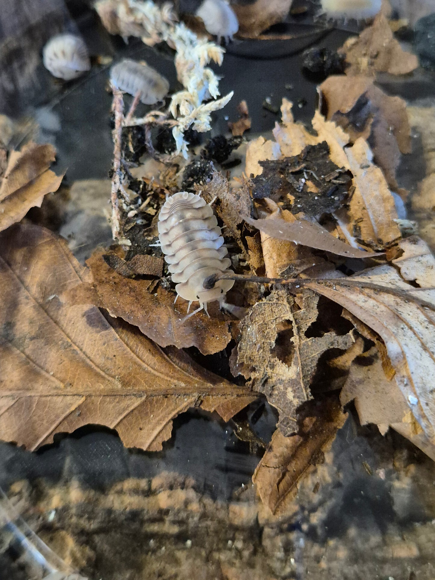 Cubaris sp "Caramel Cream" Isopods
