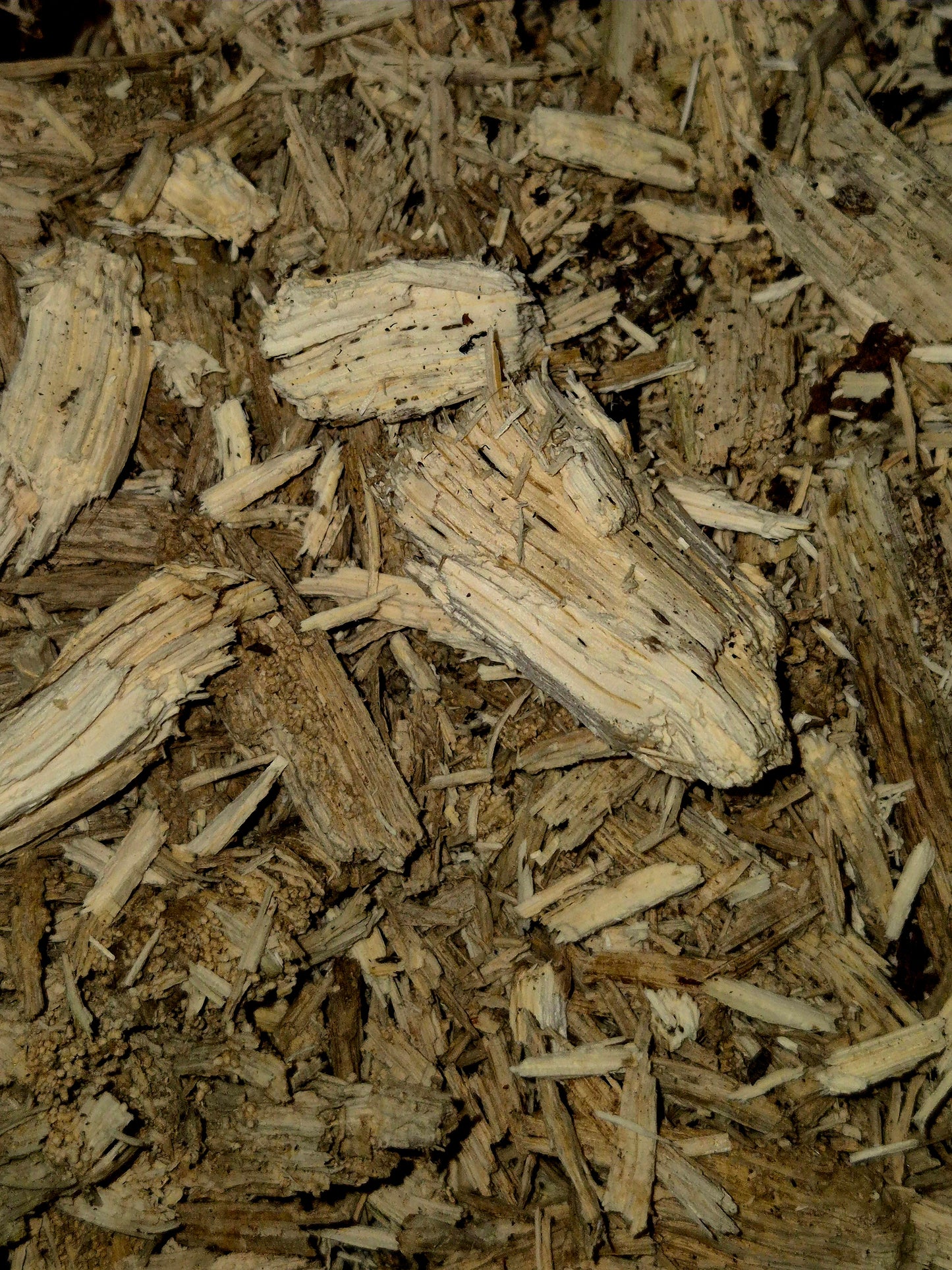White Rotten Wood