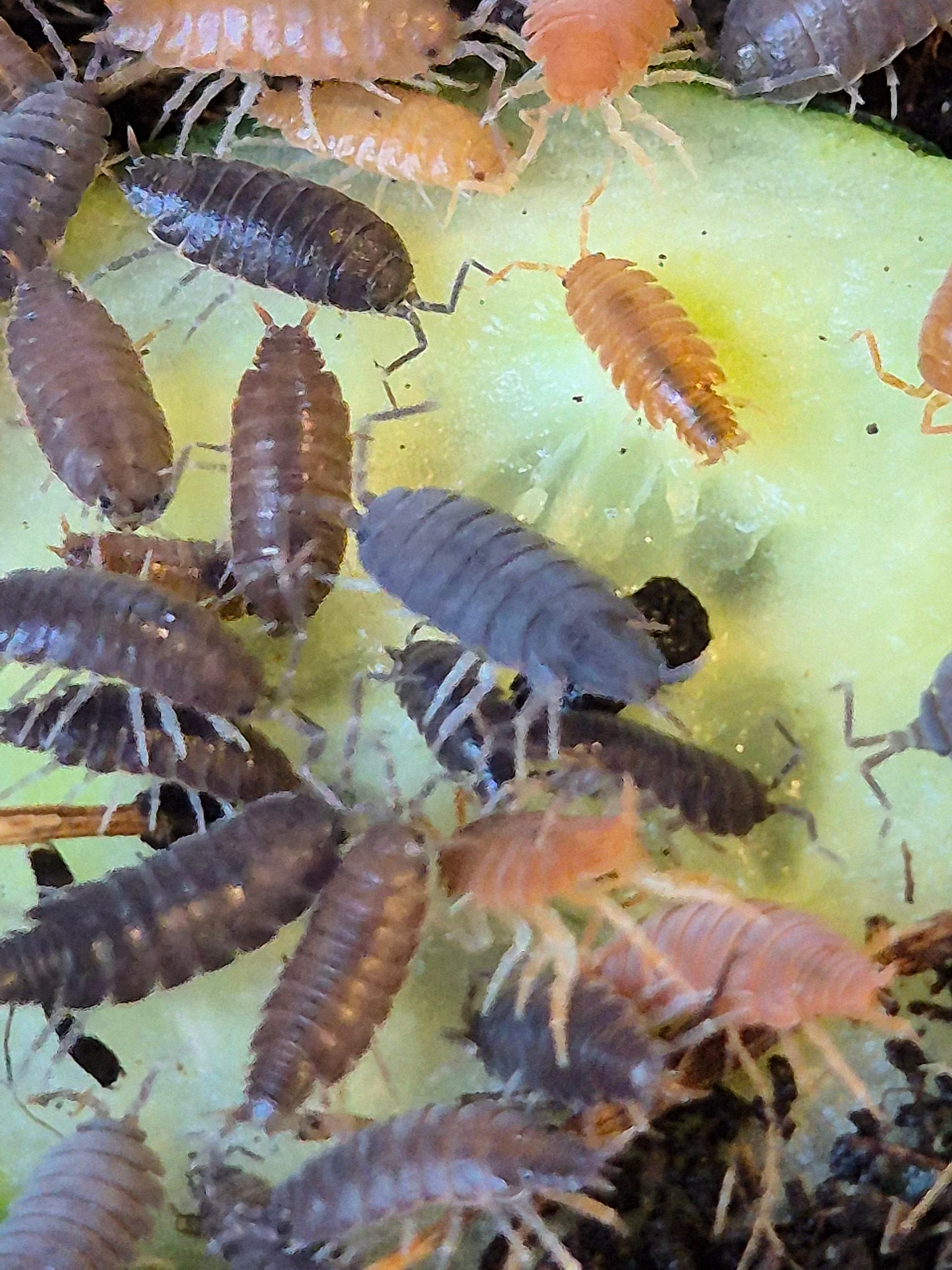 Porcellionides Pruinosus "mixed" powder blue and powder orange isopods - The Bug Room
