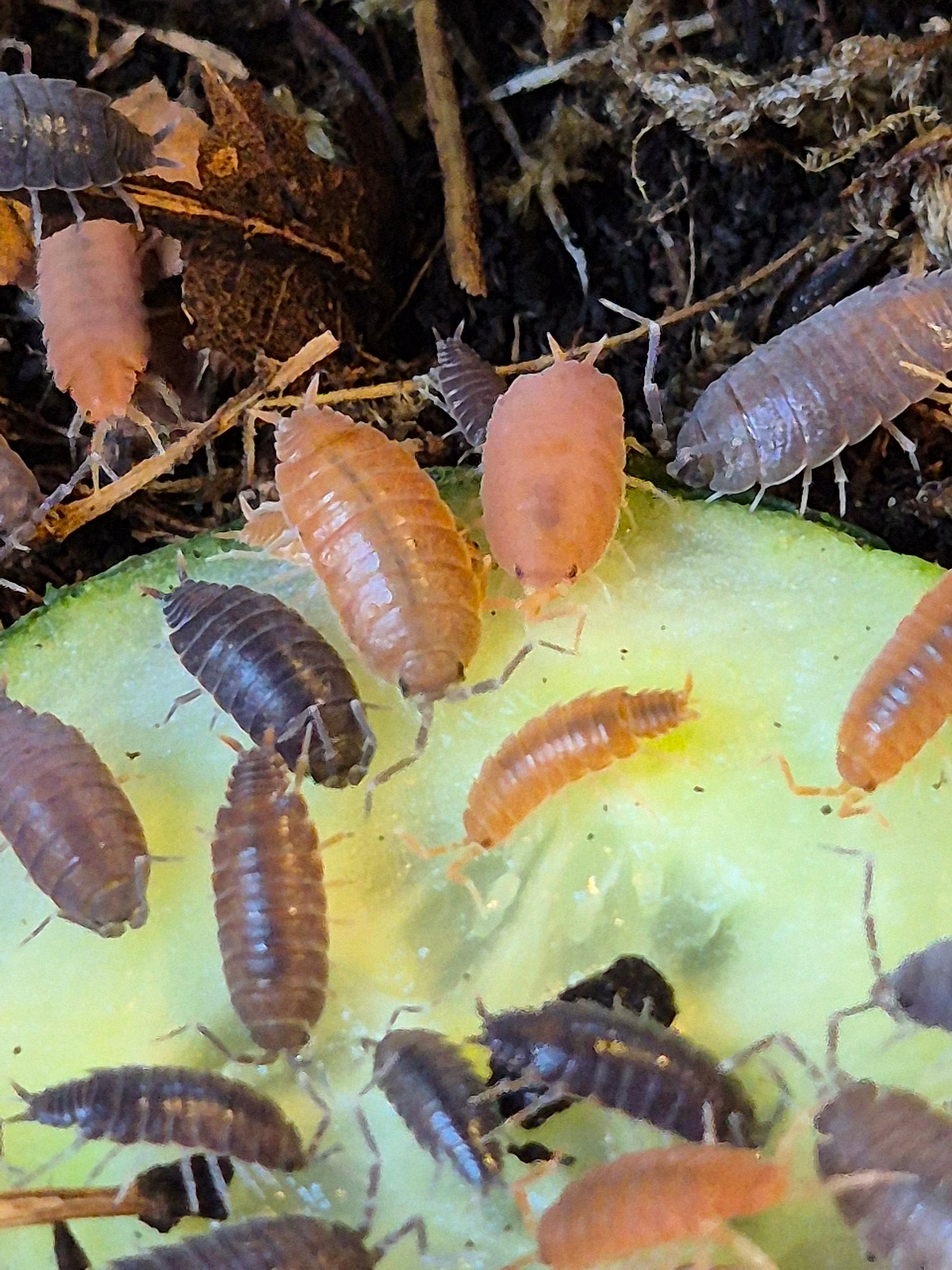 Porcellionides Pruinosus "mixed" powder blue and powder orange isopods - The Bug Room