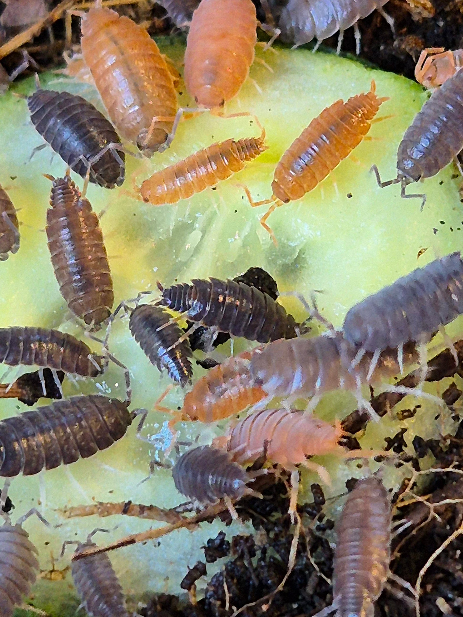 Porcellionides Pruinosus "mixed" powder blue and powder orange isopods - The Bug Room