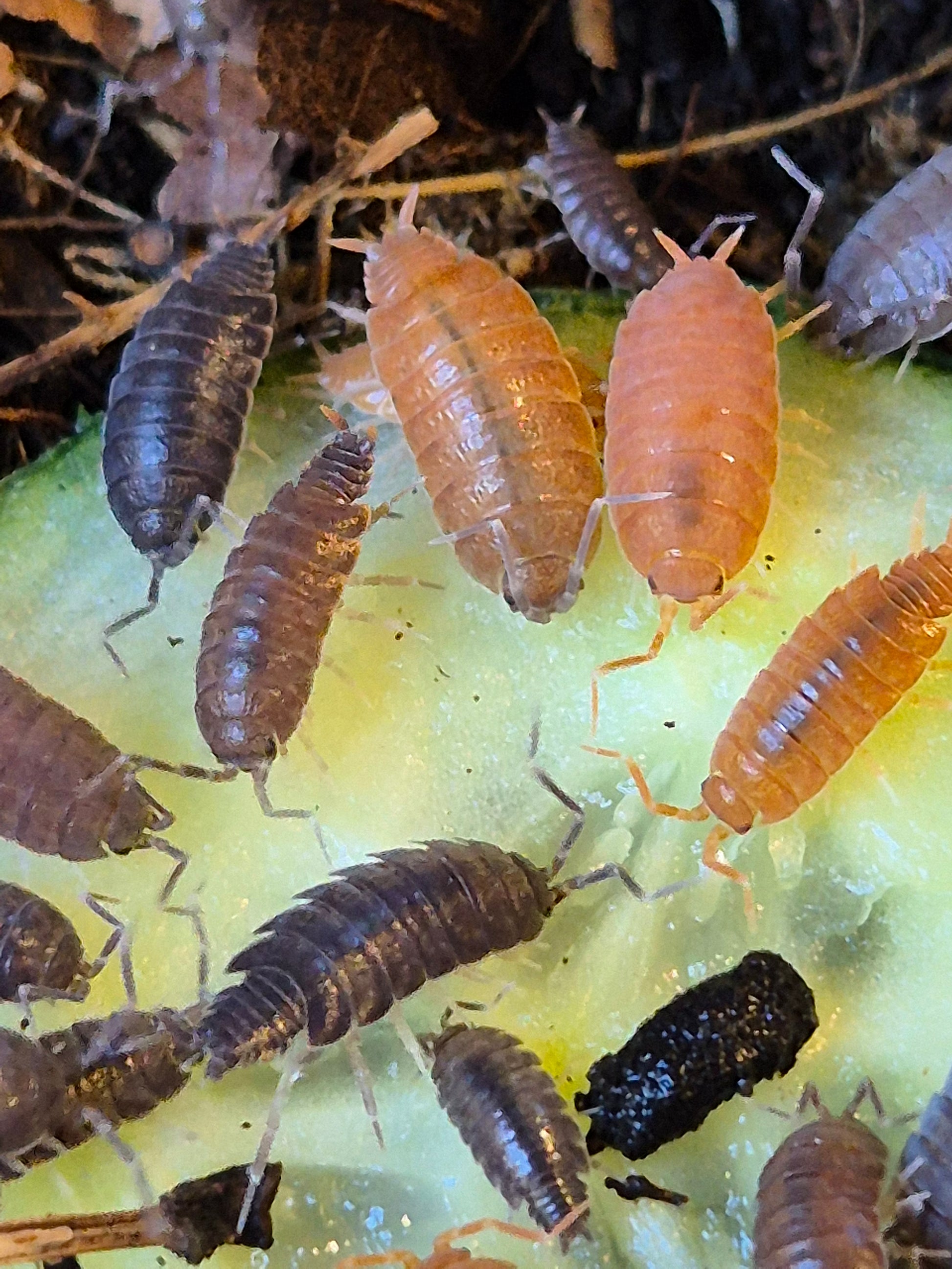 Porcellionides Pruinosus "mixed" powder blue and powder orange isopods - The Bug Room