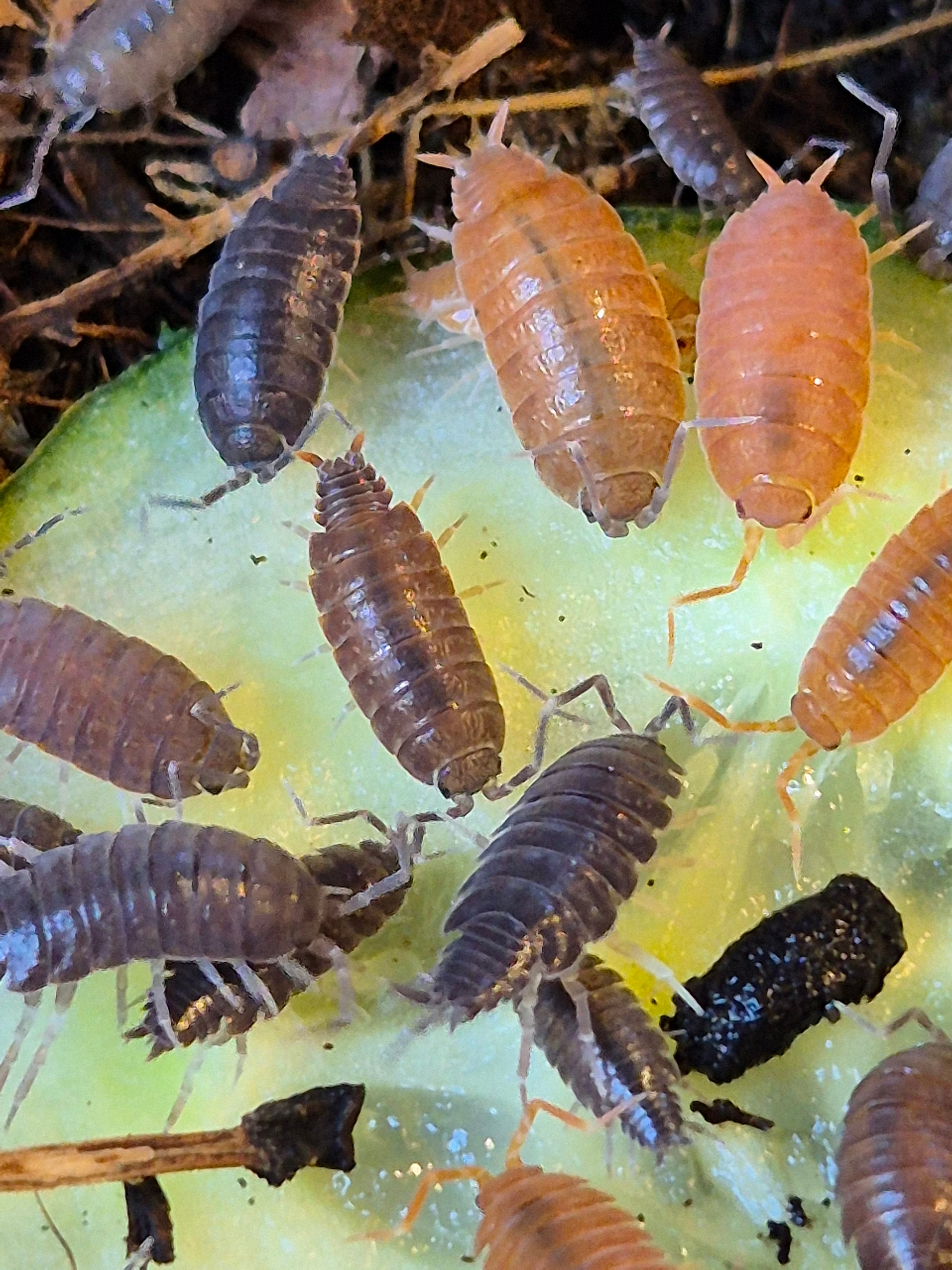 Porcellionides Pruinosus "mixed" powder blue and powder orange isopods - The Bug Room