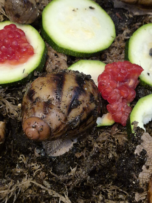 Archachatina Marginata Ovum XXL