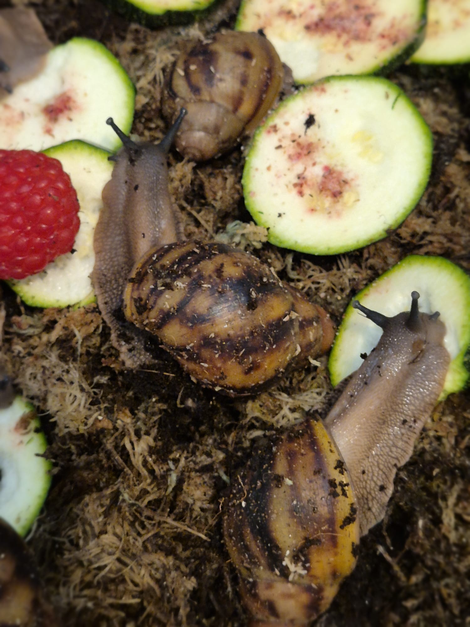 Archachatina Marginata Ovum XXL