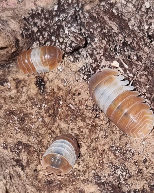 Cubaris sp Red Panda King Isopods