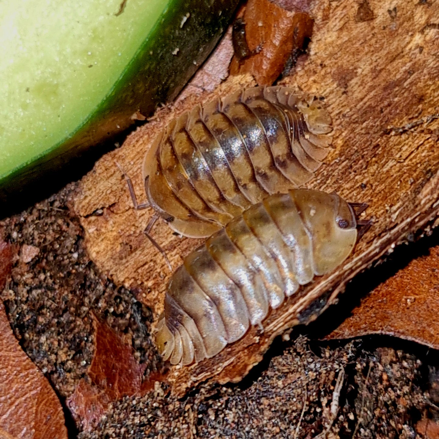 Cubaris sp "Yellow Tiger" Isopods