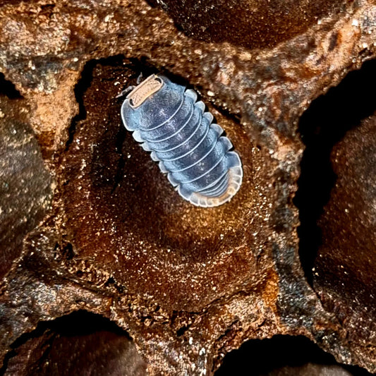 Cubaris sp "Pak Chong" Isopods