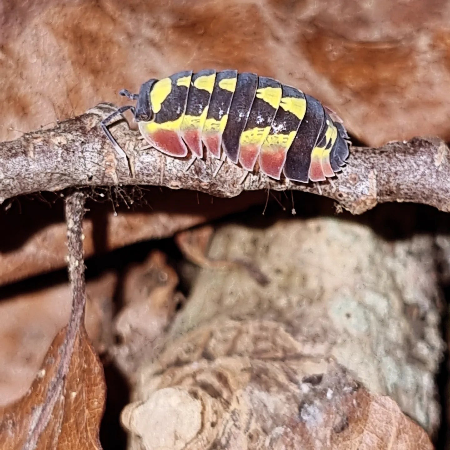 Merulanella Red Diablo Isopods