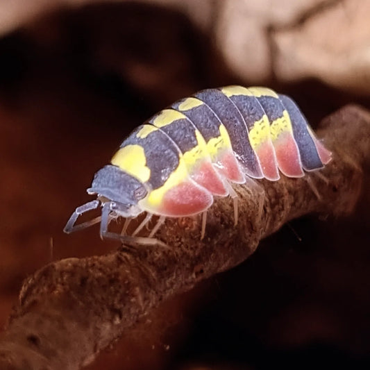 Merulanella Red Diablo