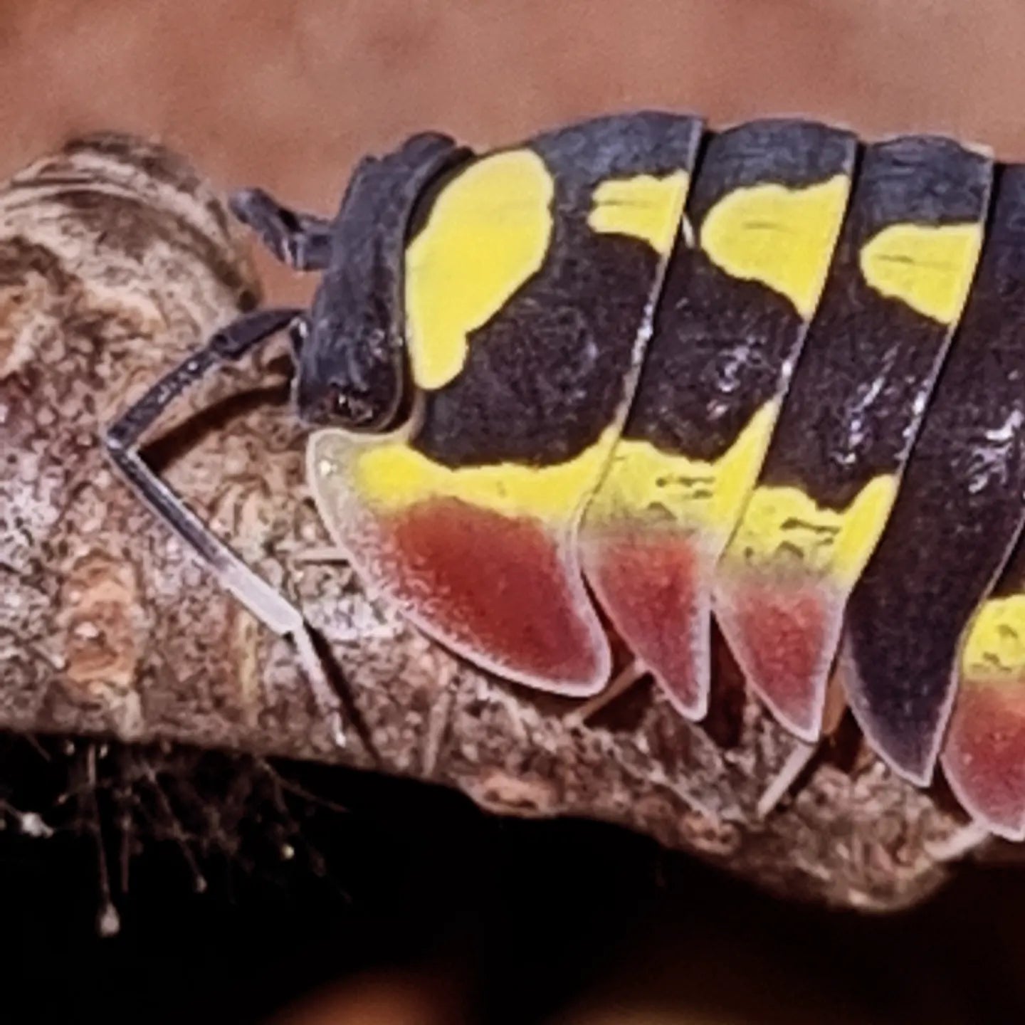 Merulanella Red Diablo Isopods