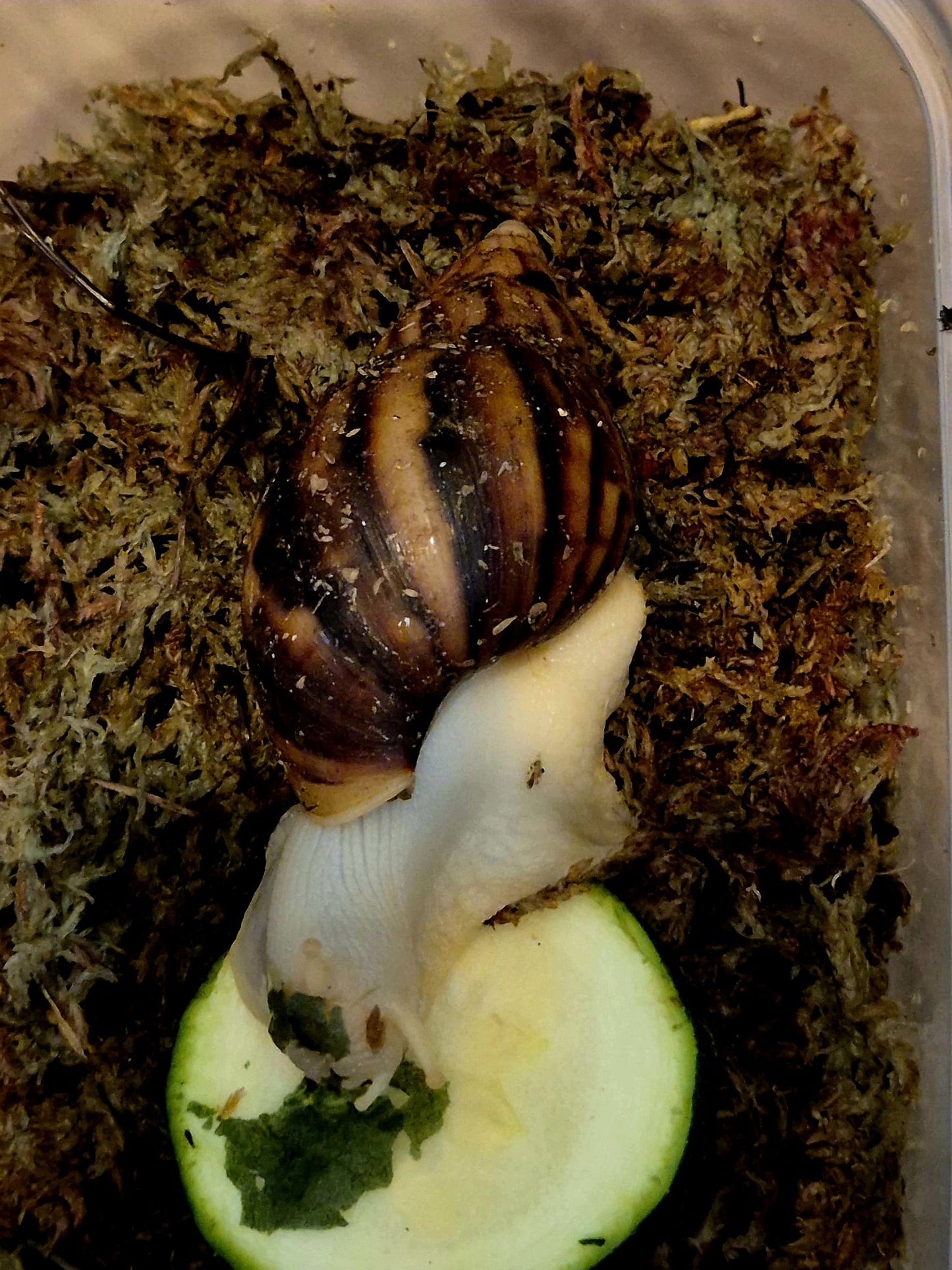 Achatina Fulica Jade Giant African Land Snail