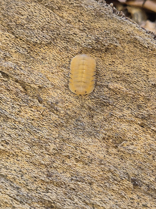 Cubaris sp "Orange Freezy" Isopods