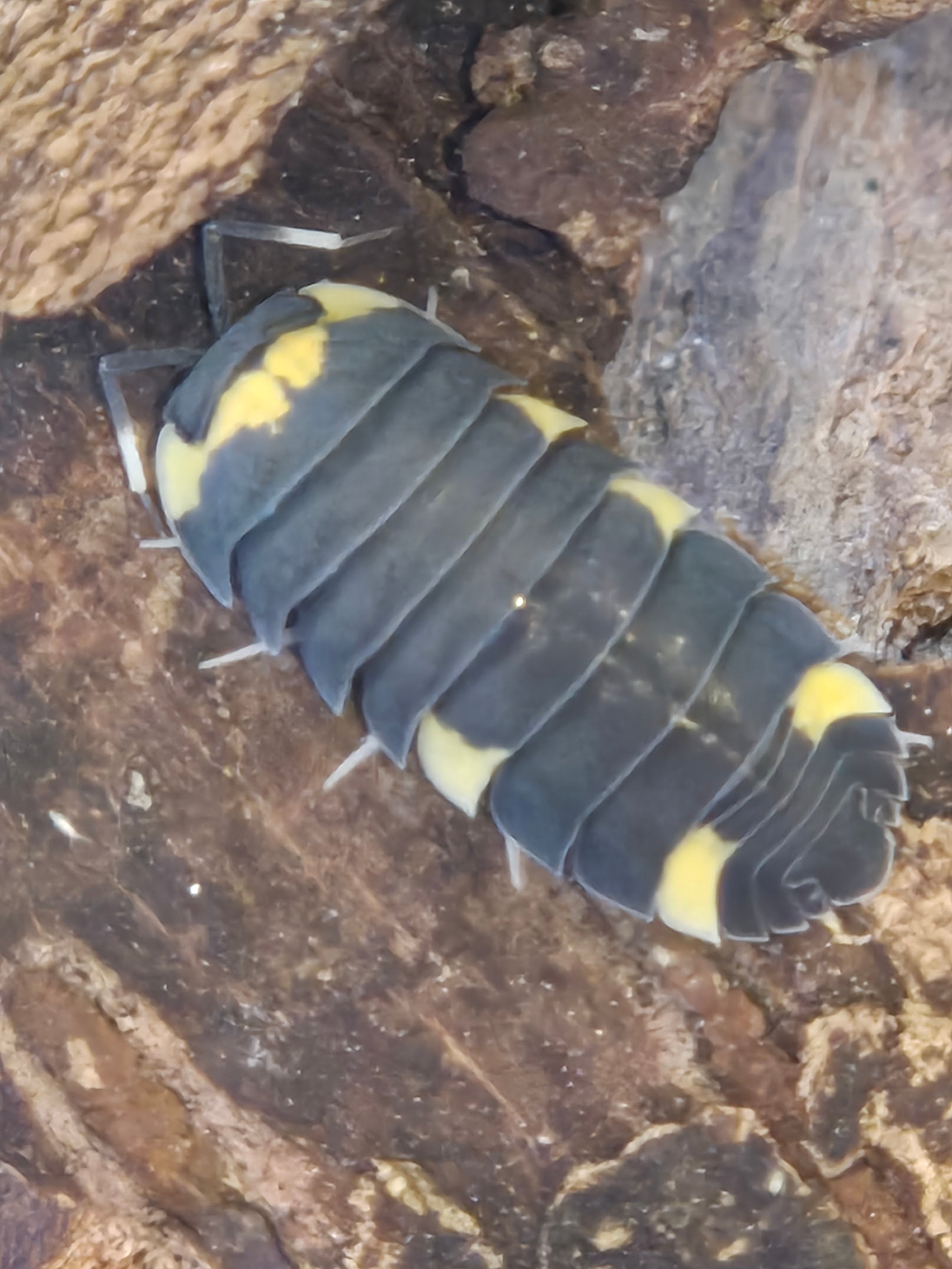 Ardentiella sp (ex Merulanella sp).