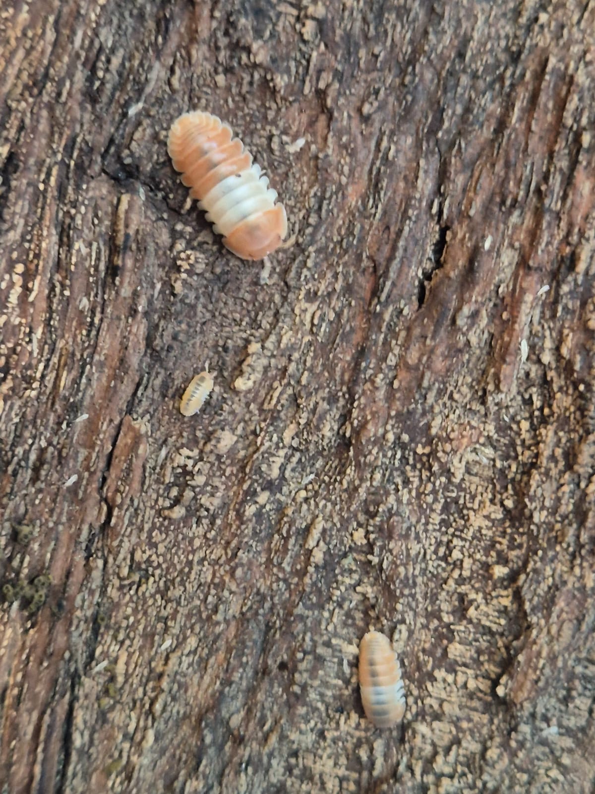 Red Panda King Isopod