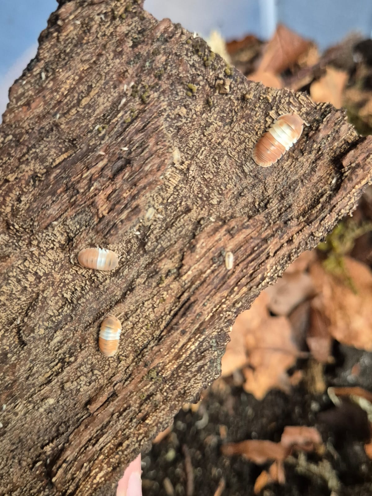 Red Panda King Isopods