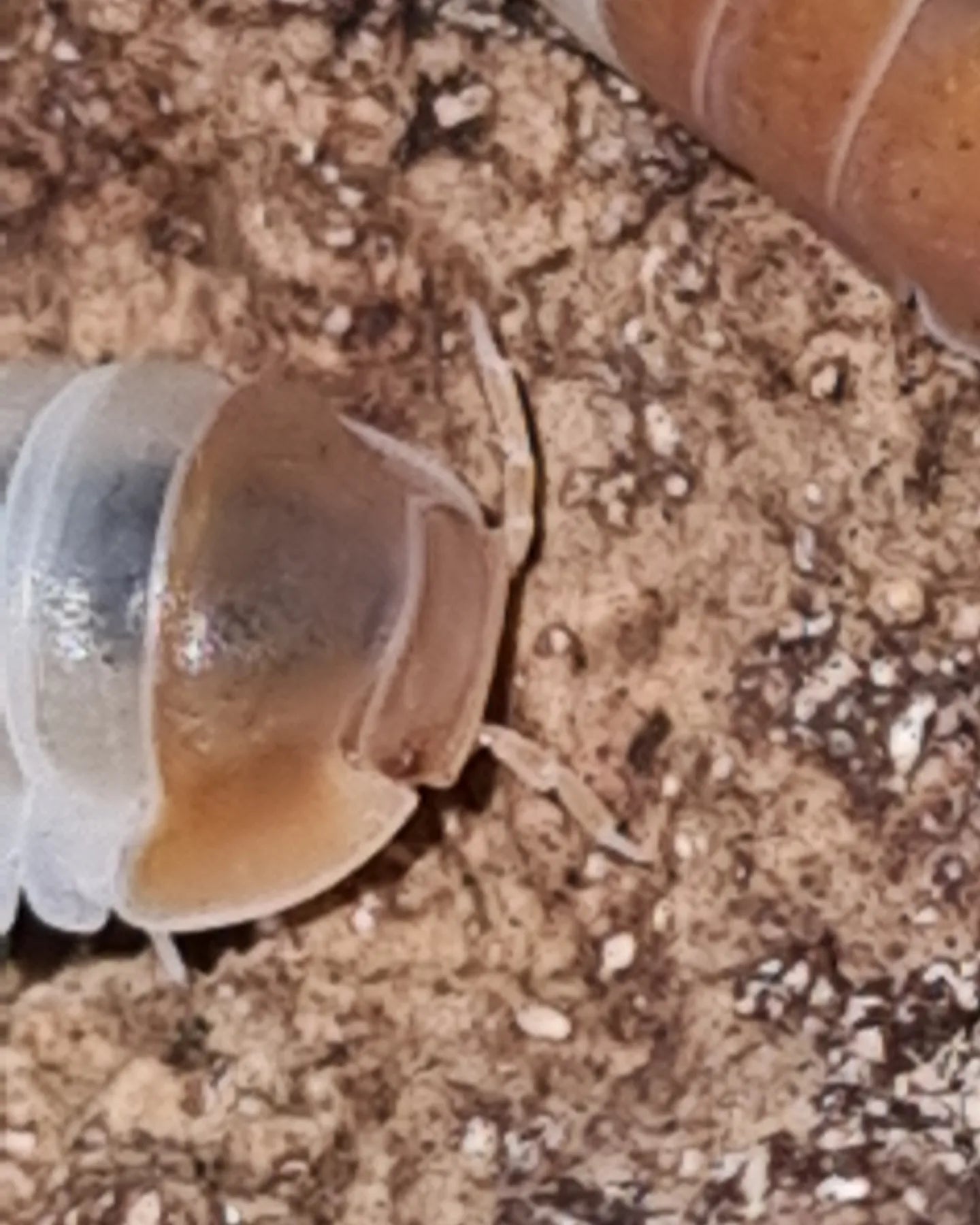 Red Panda King Isopods